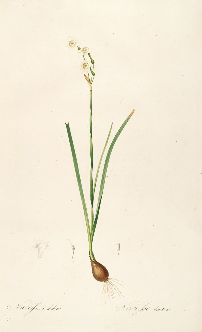 Les liliacees Pl.09 by Pierre-Joseph Redouté, 1805-1816 — digital art print download