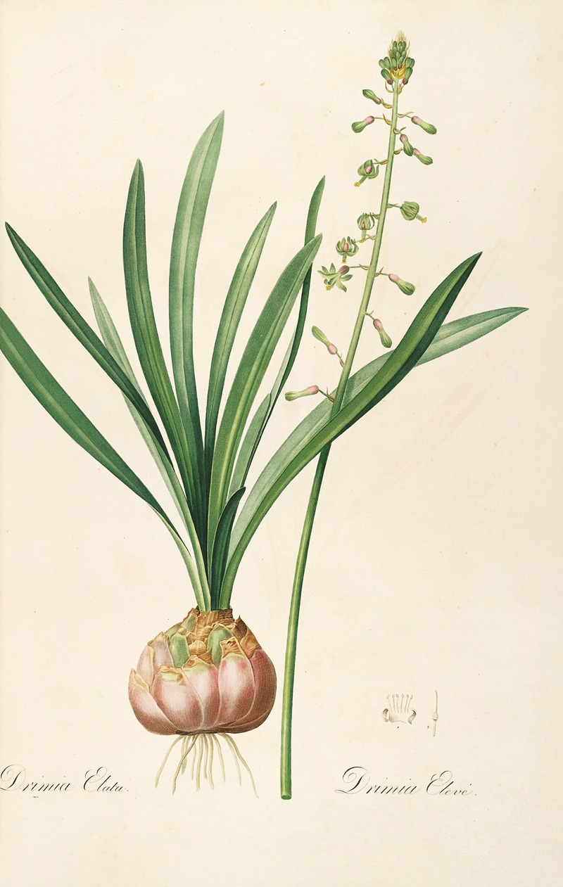 Les liliacees Pl.10 by Pierre-Joseph Redouté, 1805-1816 — digital art print download