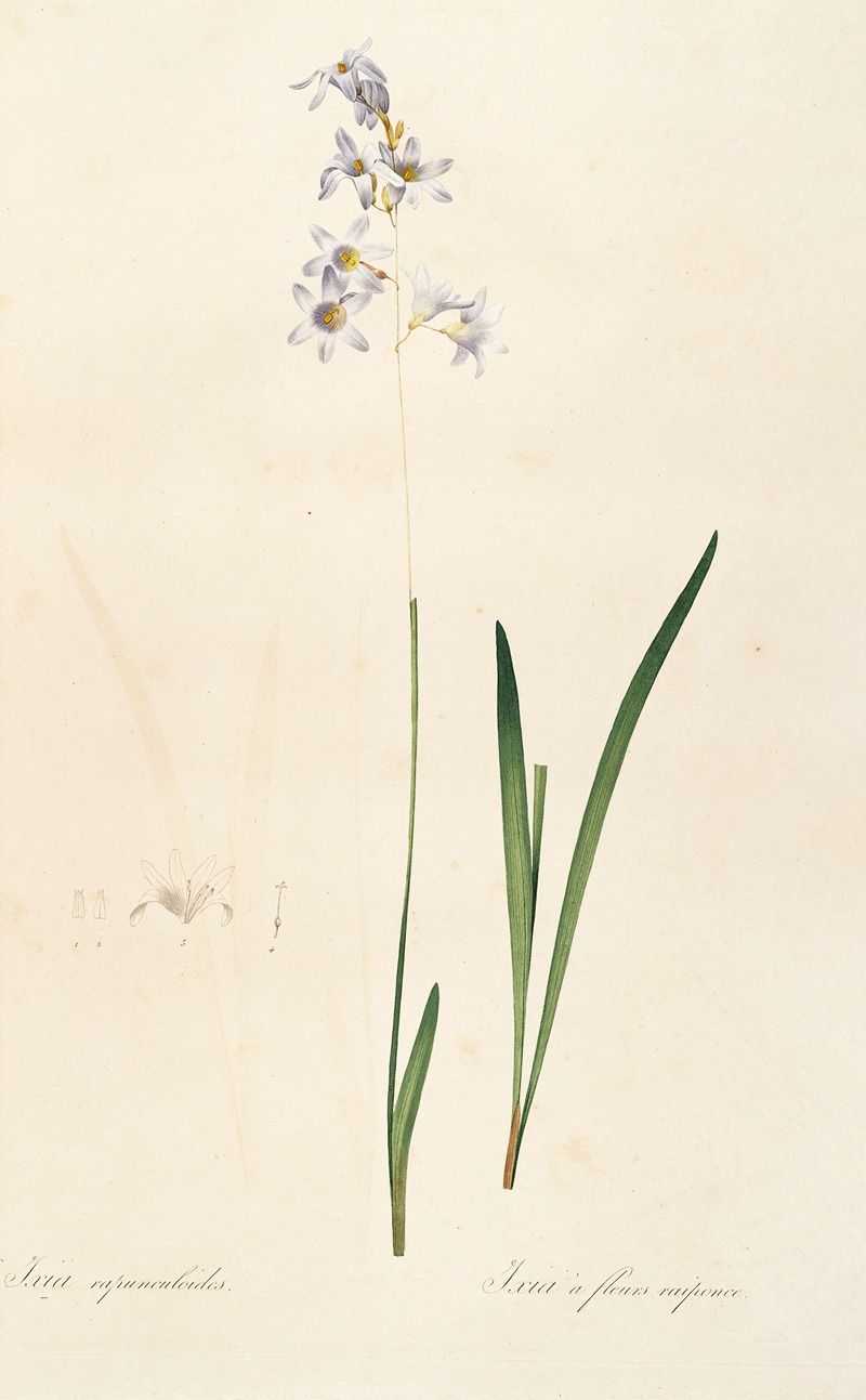 Les liliacees Pl.11 by Pierre-Joseph Redouté, 1805-1816 — digital art print download