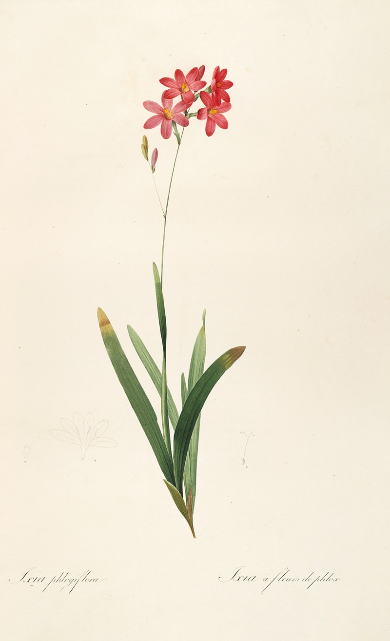 Les liliacees Pl.12 by Pierre-Joseph Redouté, 1805-1816 — digital art print download