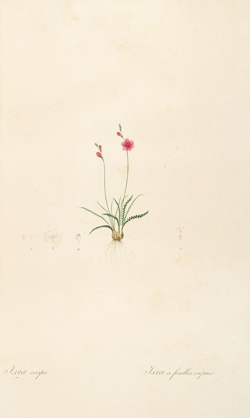 Les liliacees Pl.13 by Pierre-Joseph Redouté, 1805-1816 — digital art print download