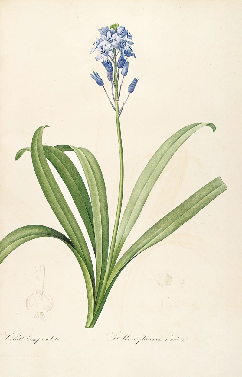 Les liliacees Pl.15 by Pierre-Joseph Redouté, 1805-1816 — digital art print download