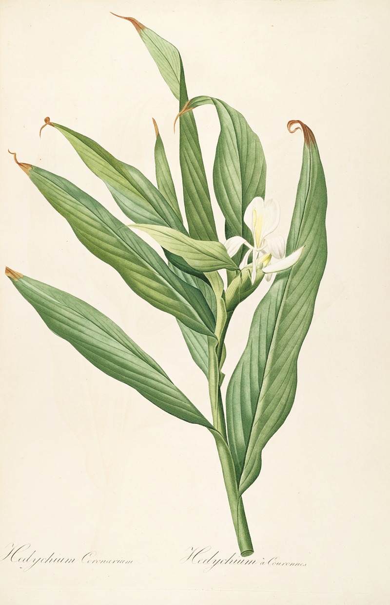 Les liliacees Pl.16 by Pierre-Joseph Redouté, 1805-1816 — digital art print download