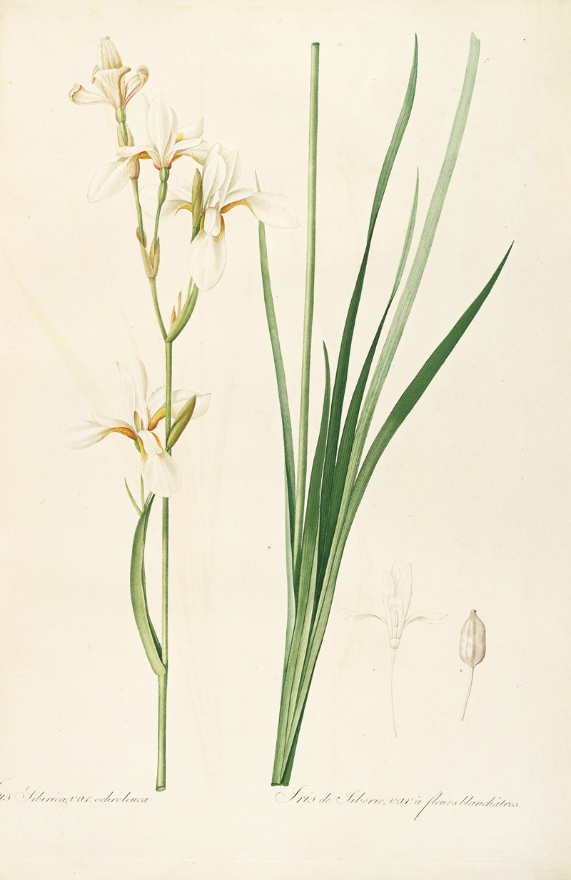 Les liliacees Pl.18 by Pierre-Joseph Redouté, 1805-1816 — digital art print download