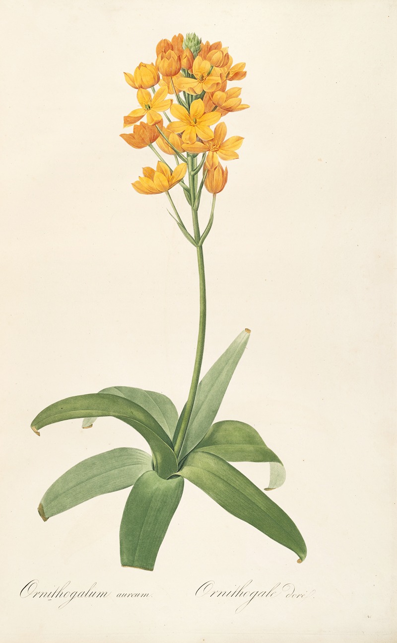 Les liliacees Pl.19 by Pierre-Joseph Redouté, 1805-1816 — digital art print download