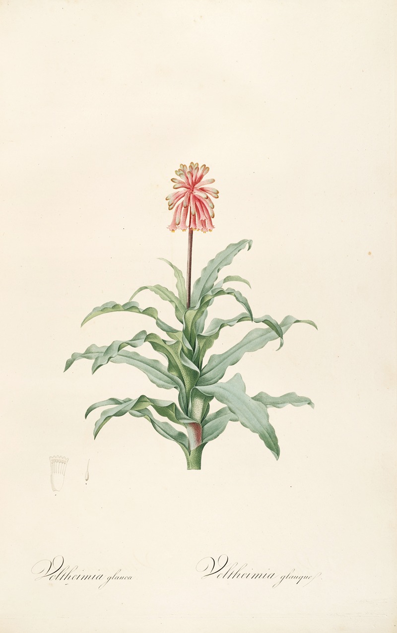 Les liliacees Pl.20 by Pierre-Joseph Redouté, 1805-1816 — digital art print download