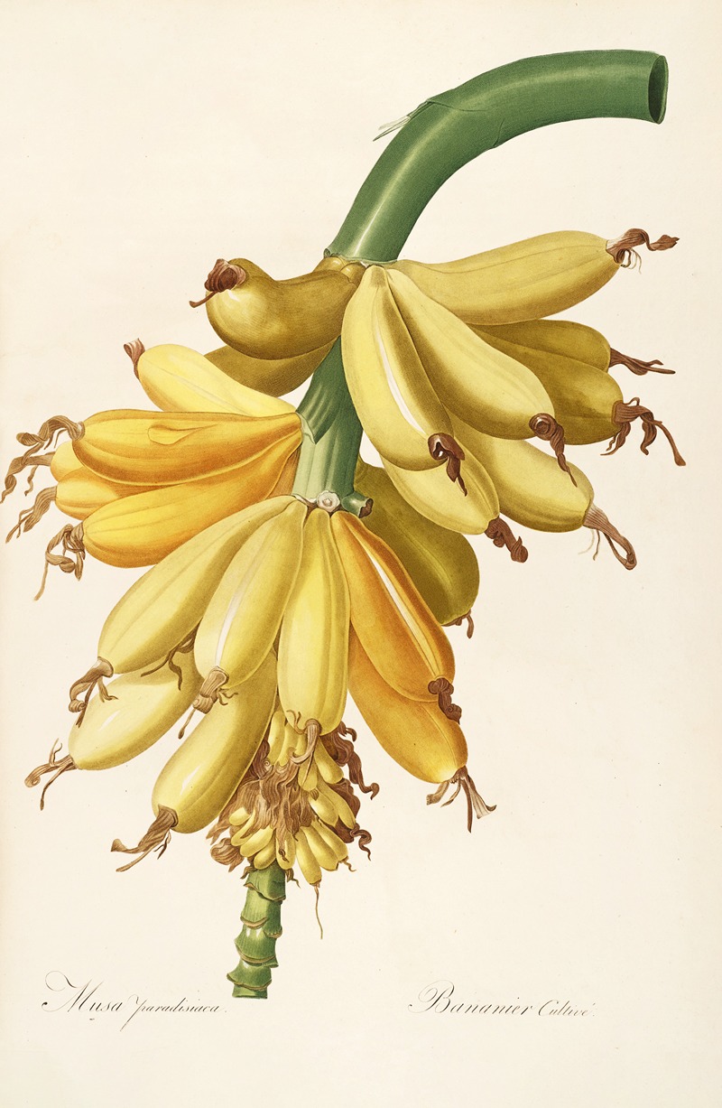 Les liliacees Pl.23 by Pierre-Joseph Redouté, 1805-1816 — digital art print download