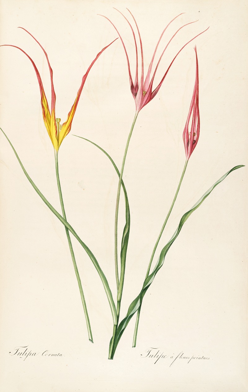 Les liliacees Pl.24 by Pierre-Joseph Redouté, 1805-1816 — digital art print download