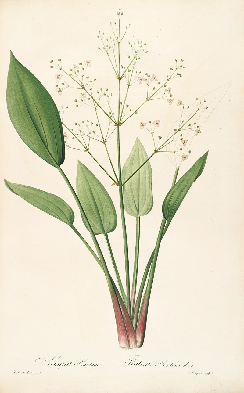 Les liliacees Pl.31 by Pierre-Joseph Redouté, 1805-1816 — digital art print download