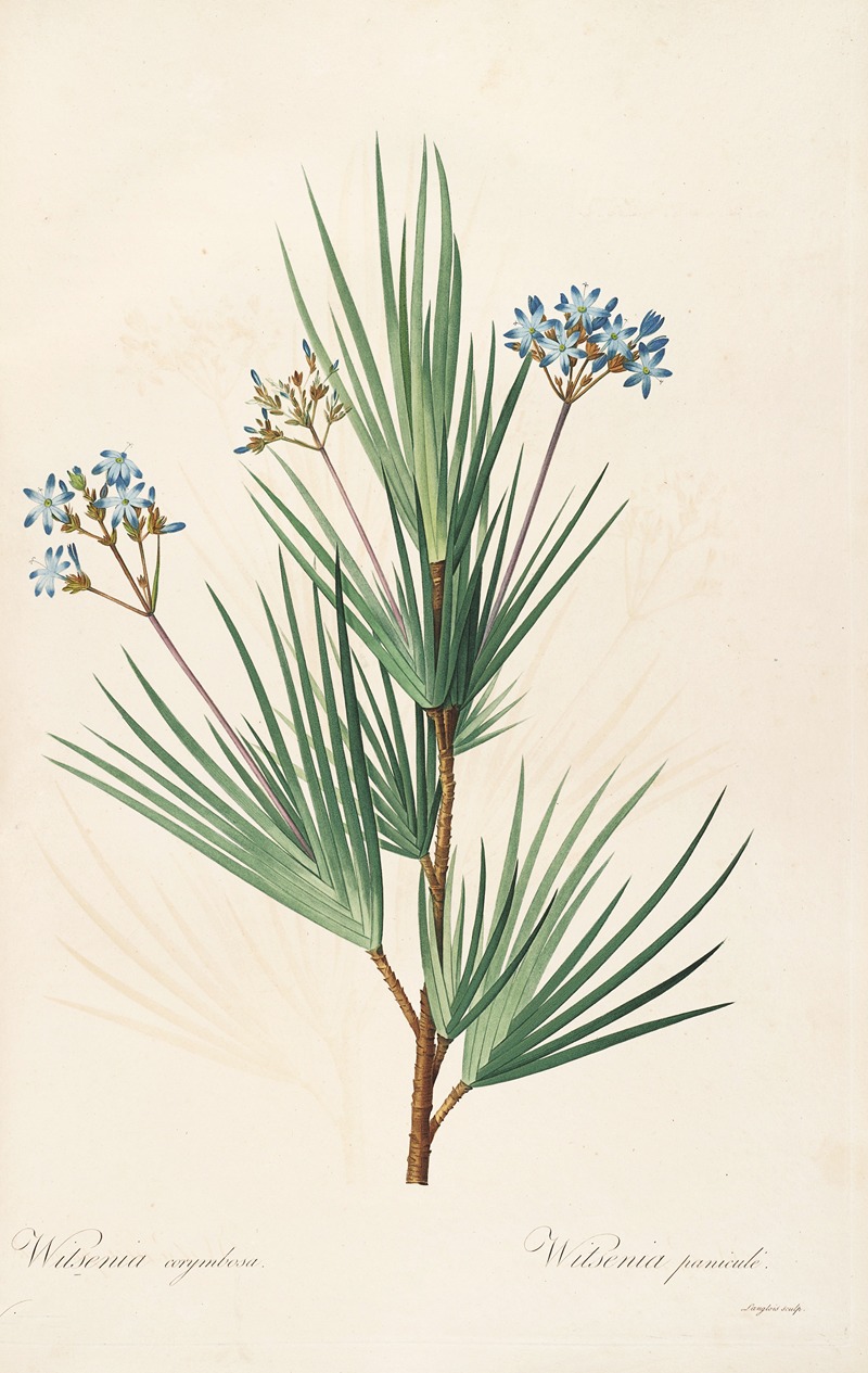 Les liliacees Pl.32 by Pierre-Joseph Redouté, 1805-1816 — digital art print download