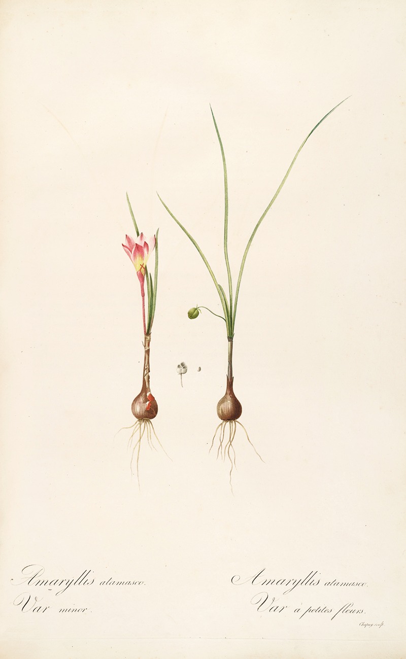 Les liliacees Pl.33 by Pierre-Joseph Redouté, 1805-1816 — digital art print download