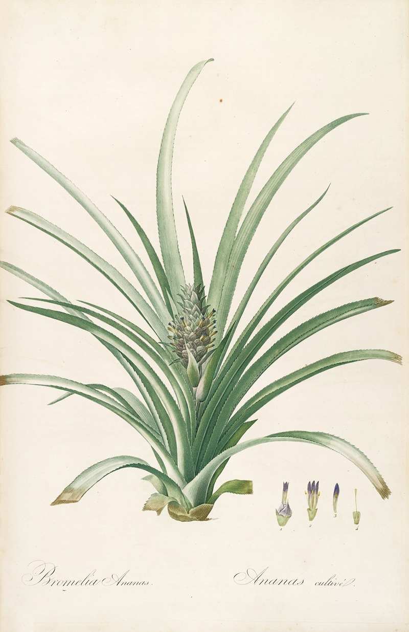Les liliacees Pl.34 by Pierre-Joseph Redouté, 1805-1816 — digital art print download