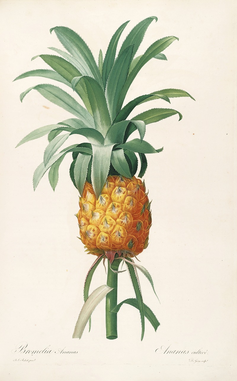 Les liliacees Pl.35 by Pierre-Joseph Redouté, 1805-1816 — digital art print download