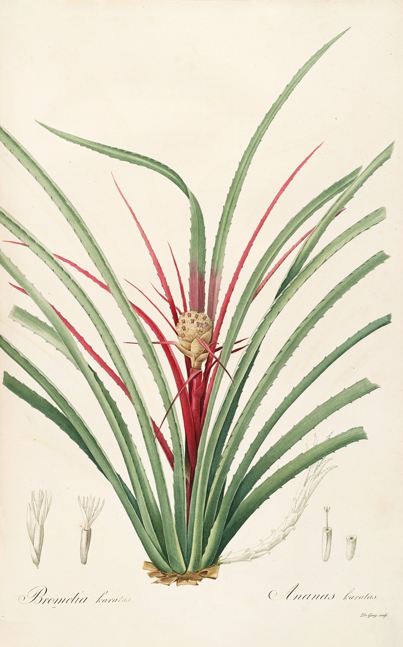 Les liliacees Pl.36 by Pierre-Joseph Redouté, 1805-1816 — digital art print download