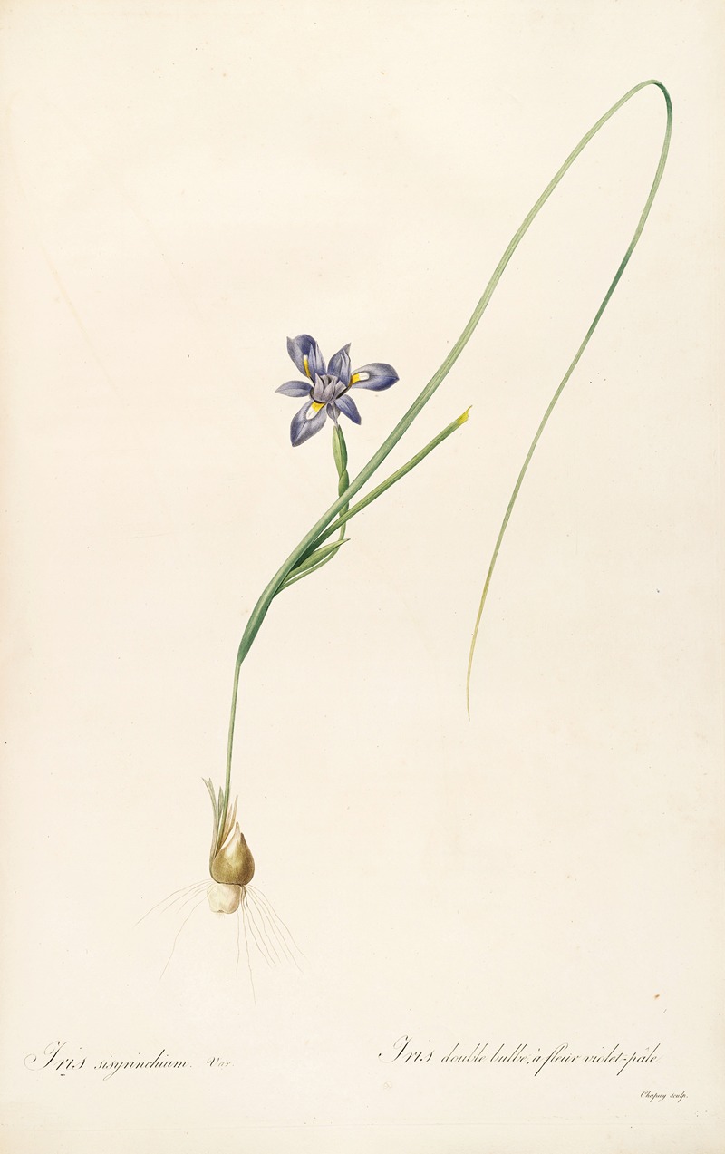 Les liliacees Pl.37 by Pierre-Joseph Redouté, 1805-1816 — digital art print download