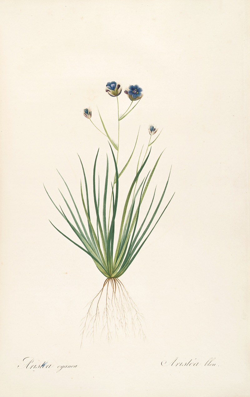 Les liliacees Pl.41 by Pierre-Joseph Redouté, 1805-1816 — digital art print download