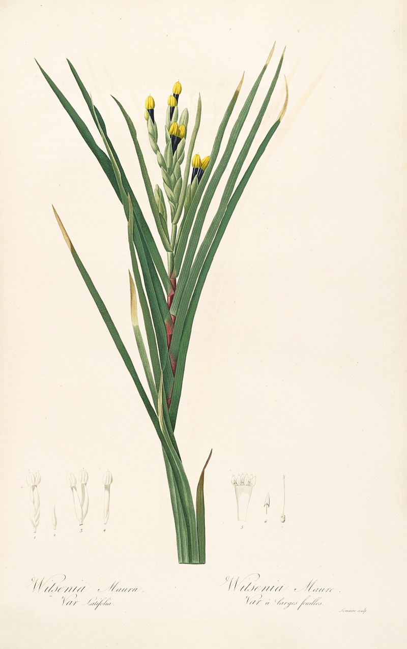 Les liliacees Pl.42 by Pierre-Joseph Redouté, 1805-1816 — digital art print download