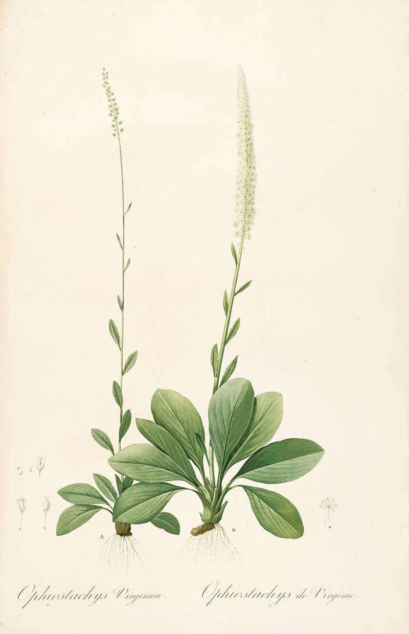 Les liliacees Pl.43 by Pierre-Joseph Redouté, 1805-1816 — digital art print download