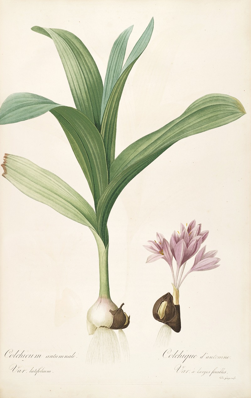 Les liliacees Pl.47 by Pierre-Joseph Redouté, 1805-1816 — digital art print download