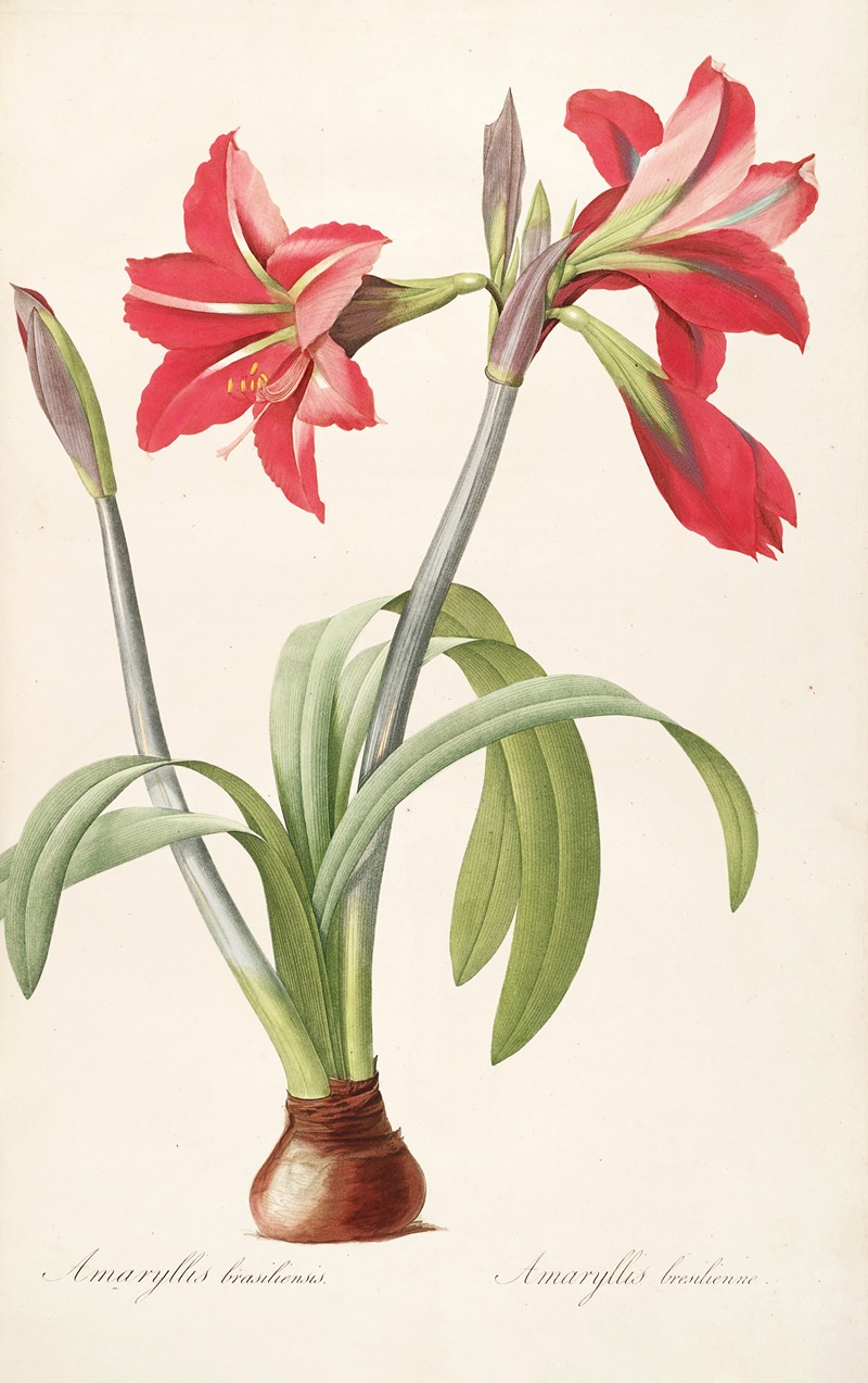 Les liliacees Pl.48 by Pierre-Joseph Redouté, 1805-1816 — digital art print download