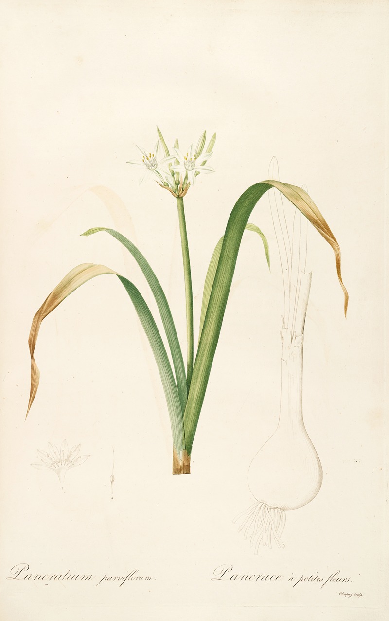 Les liliacees Pl.50 by Pierre-Joseph Redouté, 1805-1816 — digital art print download