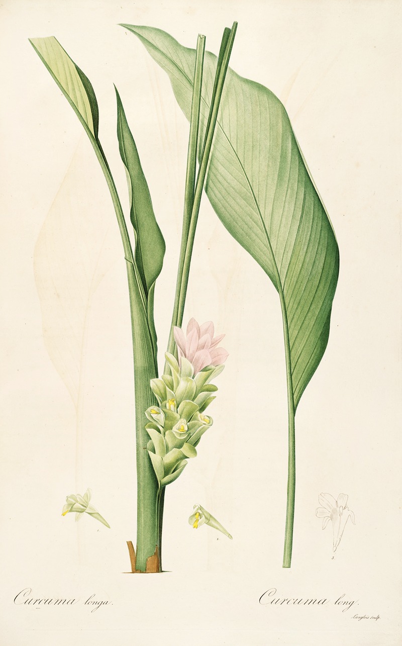 Les liliacees Pl.52 by Pierre-Joseph Redouté, 1805-1816 — digital art print download