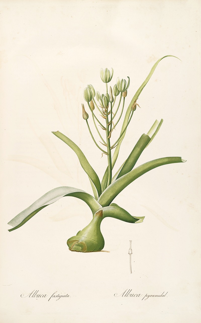 Les liliacees Pl.53 by Pierre-Joseph Redouté, 1805-1816 — digital art print download
