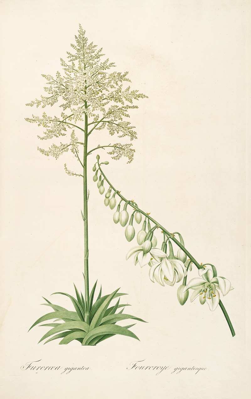 Les liliacees Pl.55 by Pierre-Joseph Redouté, 1805-1816 — digital art print download
