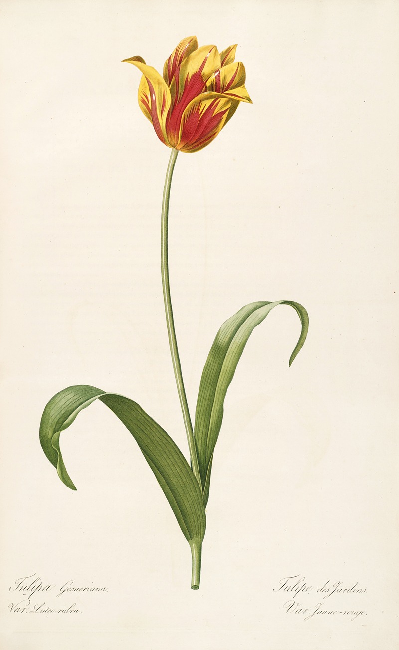 Les liliacees Pl.56 by Pierre-Joseph Redouté, 1805-1816 — digital art print download