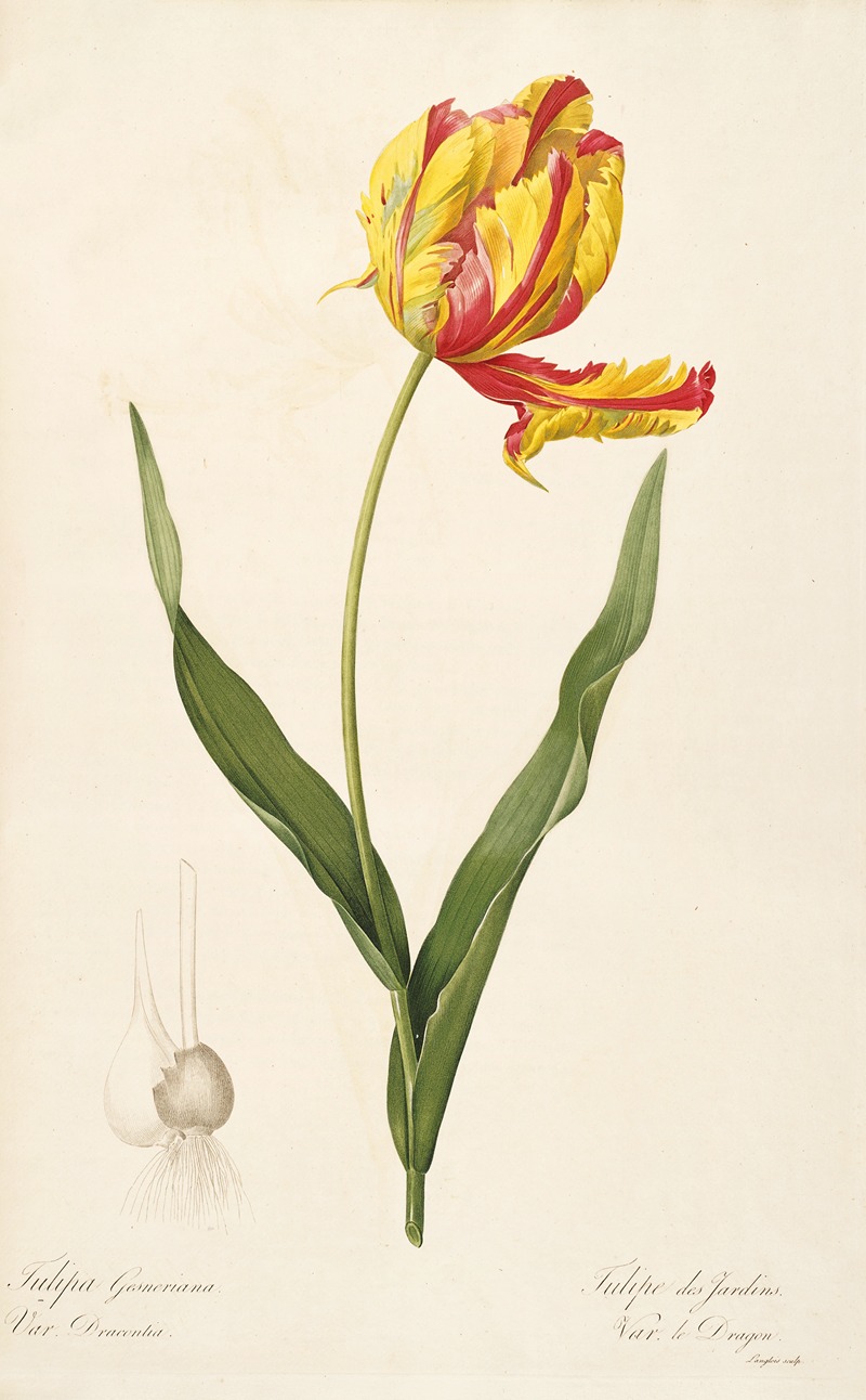 Les liliacees Pl.57 by Pierre-Joseph Redouté, 1805-1816 — digital art print download