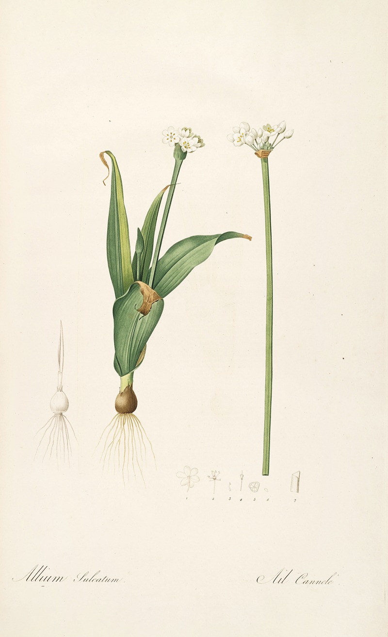 Les liliacees Pl.61 by Pierre-Joseph Redouté, 1805-1816 — digital art print download