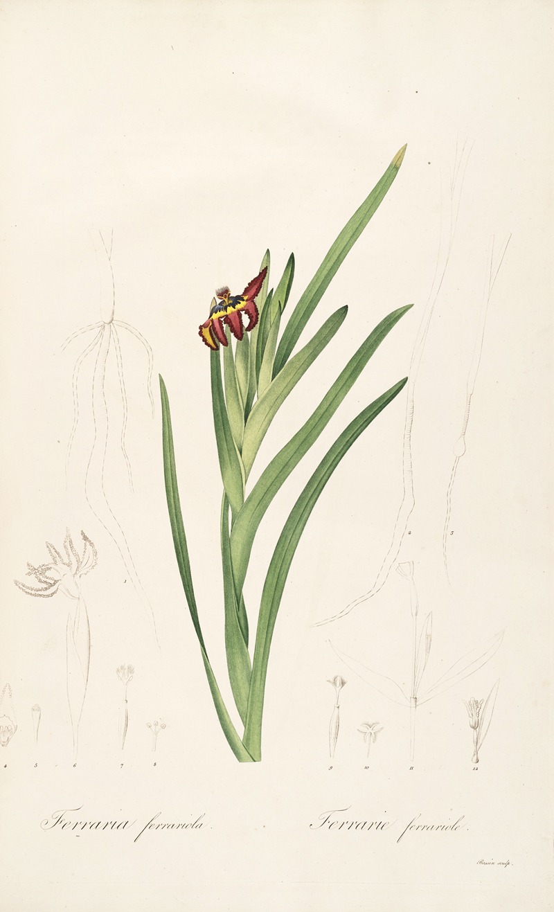 Les liliacees Pl.63 by Pierre-Joseph Redouté, 1805-1816 — digital art print download