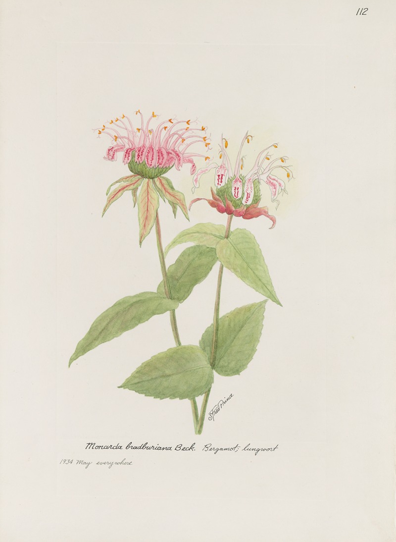 Bergamot; lungwort by S. Fred Prince — digital art print download