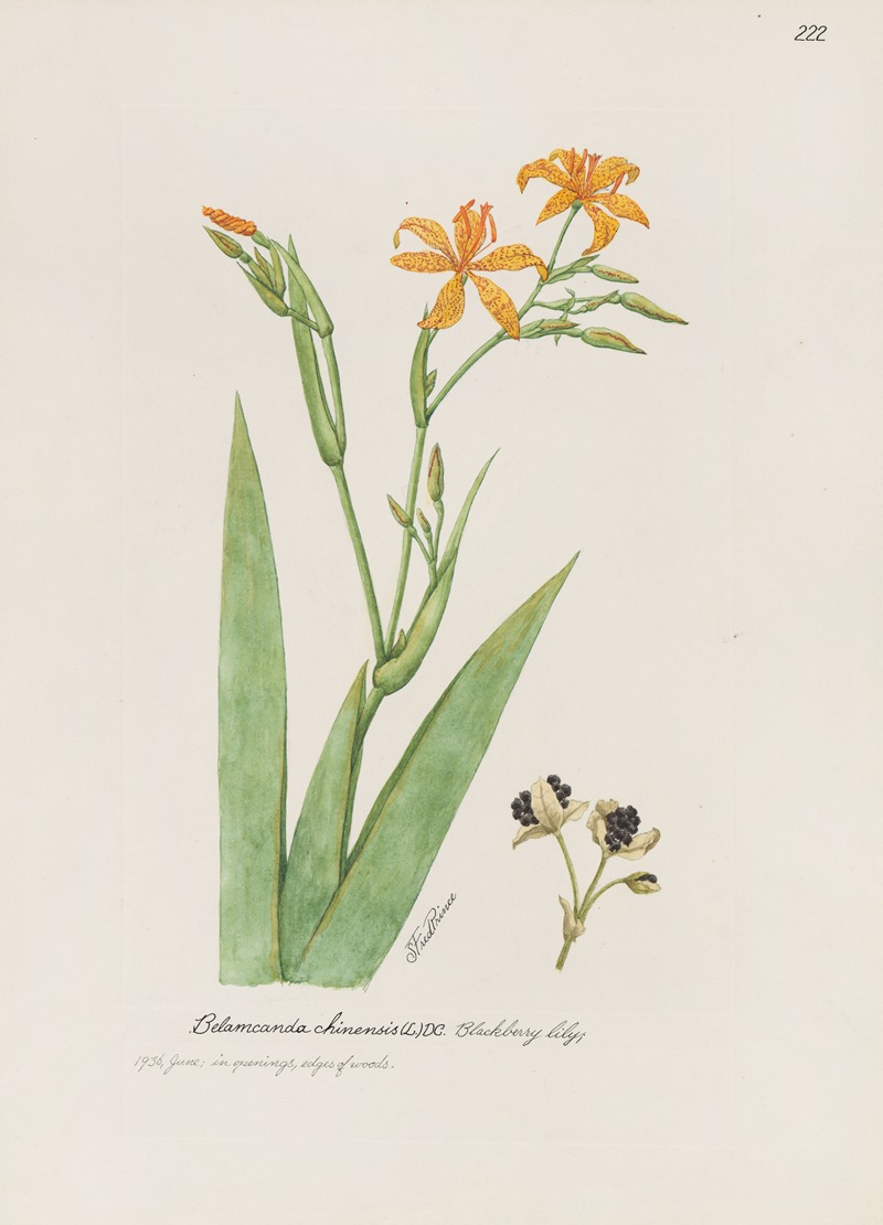Blackberry lily by S. Fred Prince — digital art print download