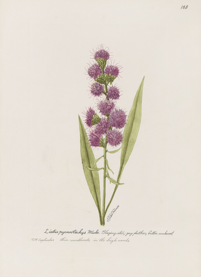 Blazing Star, gay feather, button snakeroot. by S. Fred Prince — digital art print download
