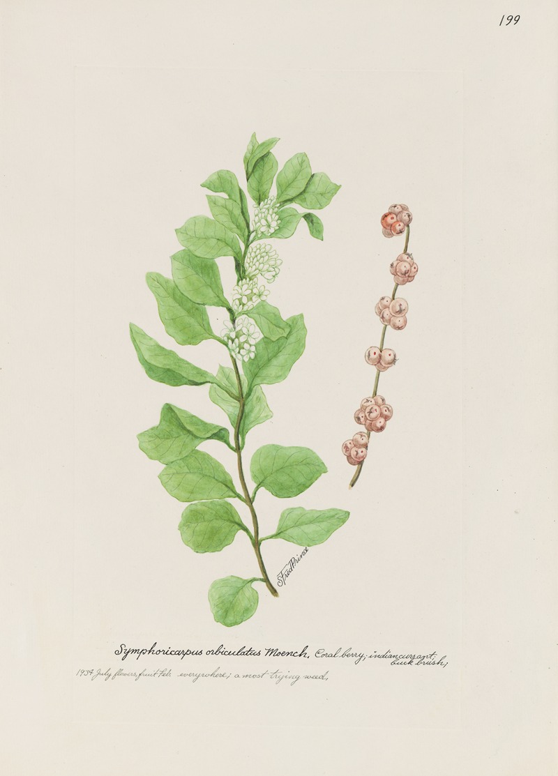Coral berry by S. Fred Prince — digital art print download