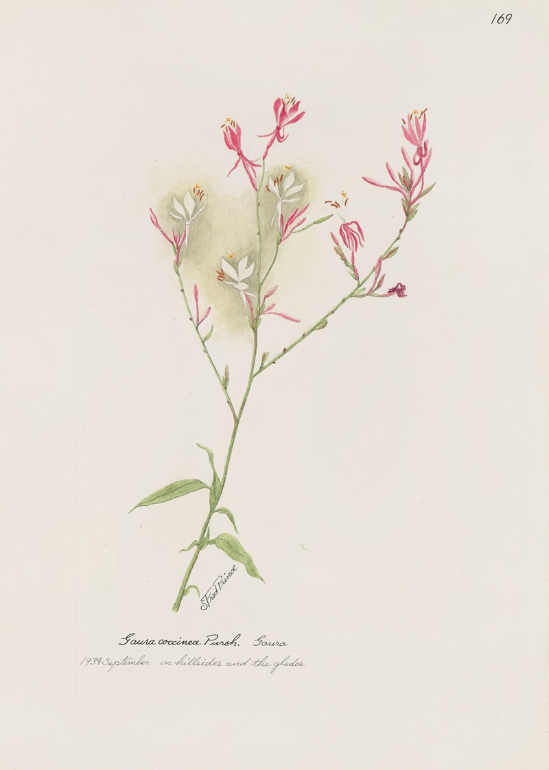 Gaura by S. Fred Prince — digital art print download