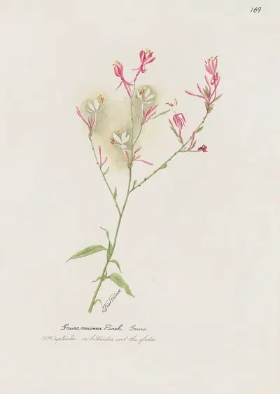 Gaura by S. Fred Prince — digital art print download
