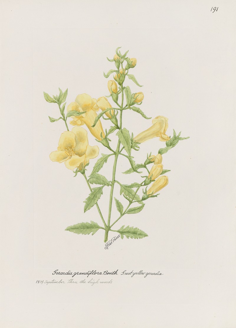 Great yellow gerardia by S. Fred Prince — digital art print download