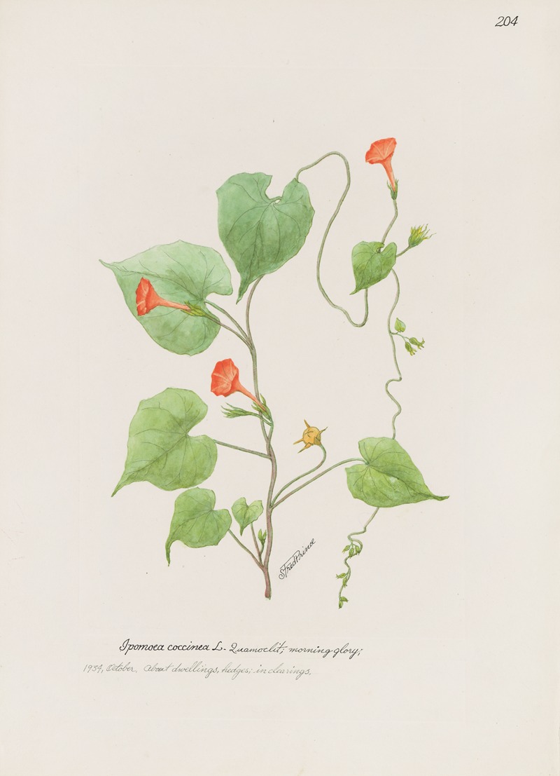 Morning glory by S. Fred Prince — digital art print download