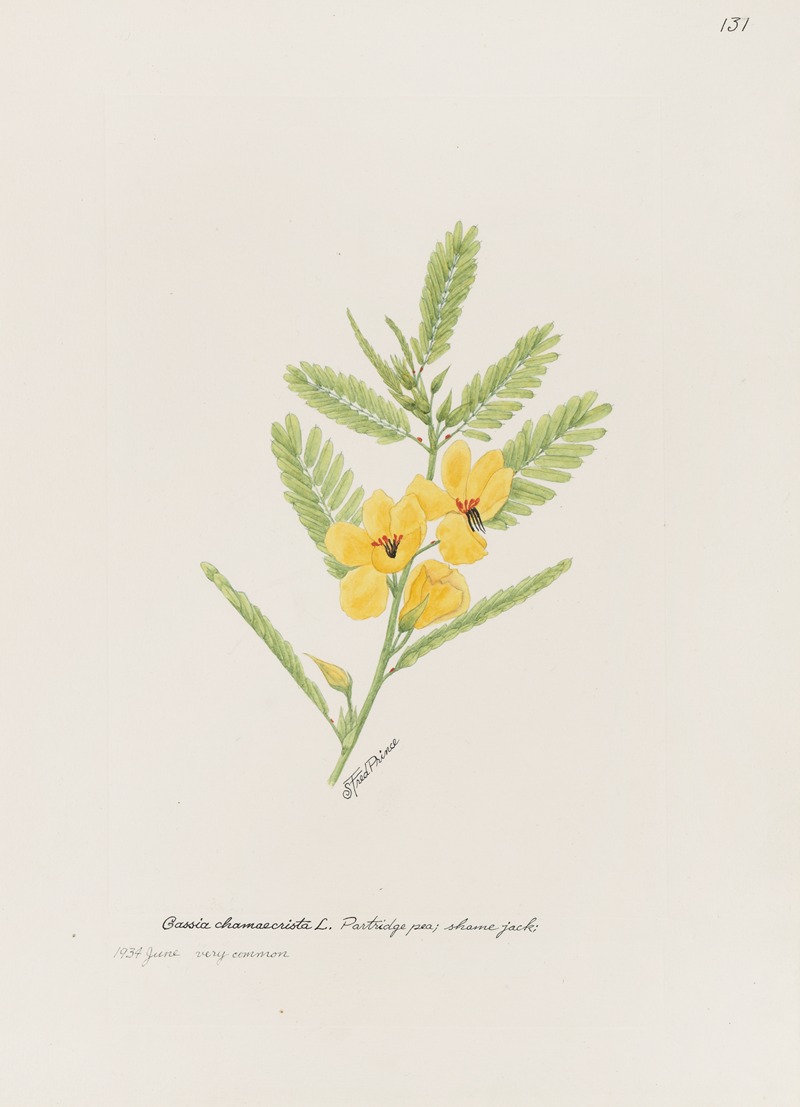 Partridge pea, shame jack by S. Fred Prince — digital art print download