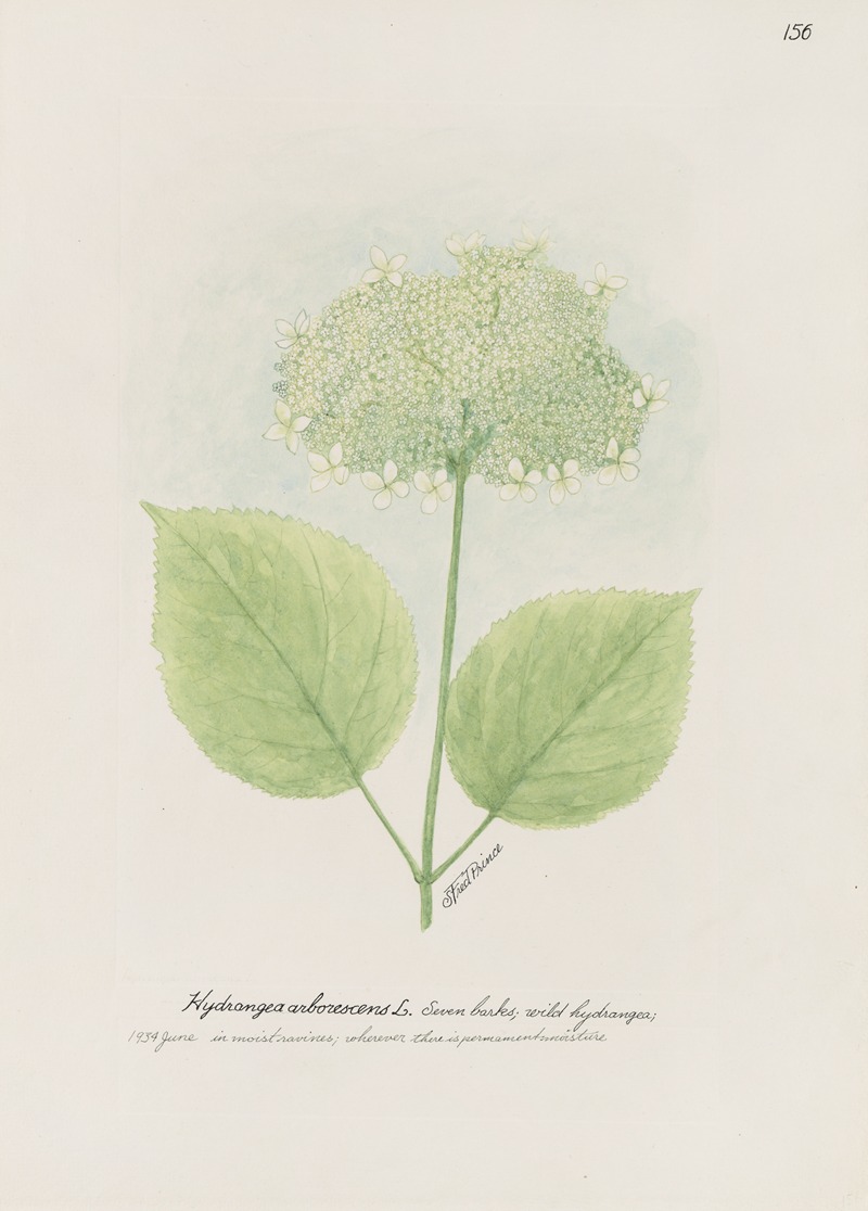 Seven barks, wild hydrangea by S. Fred Prince — digital art print download