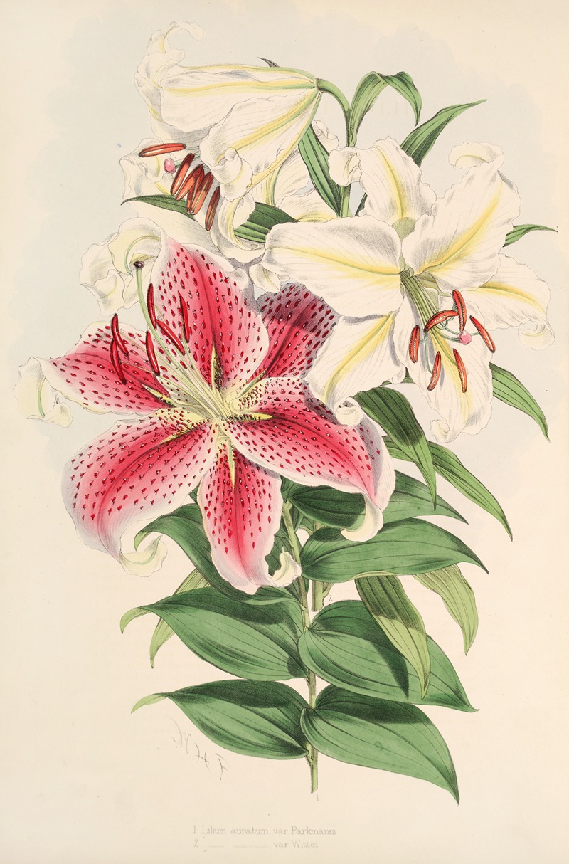 Lilium auratum var Parkmanm by Walter Hood Fitch, 1877-1880 — digital art print download