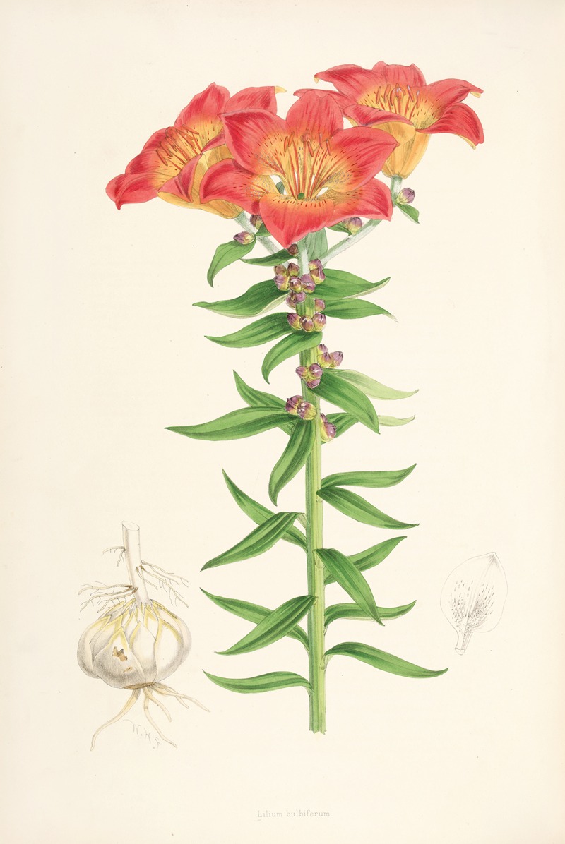Lilium bulbiferum by Walter Hood Fitch, 1877-1880 — digital art print download