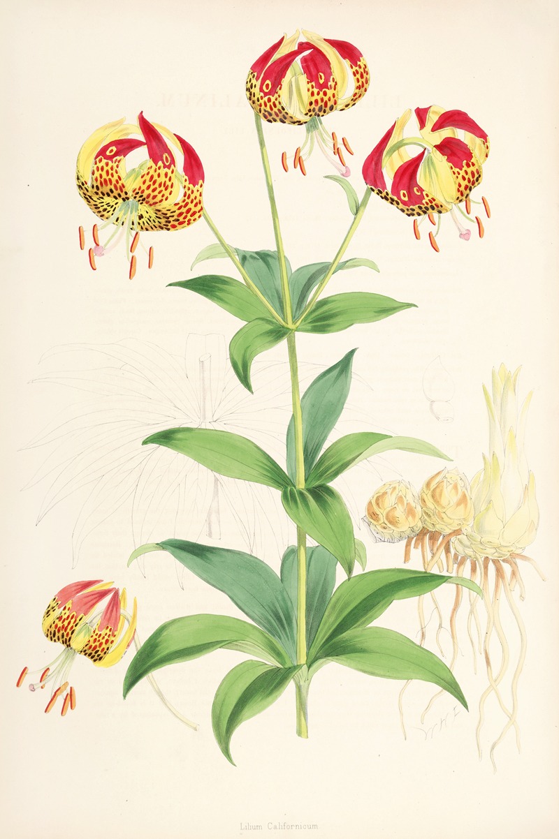Lilium Californicum by Walter Hood Fitch, 1877-1880 — digital art print download