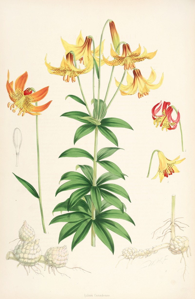 Lilium Canadense by Walter Hood Fitch, 1877-1880 — digital art print download
