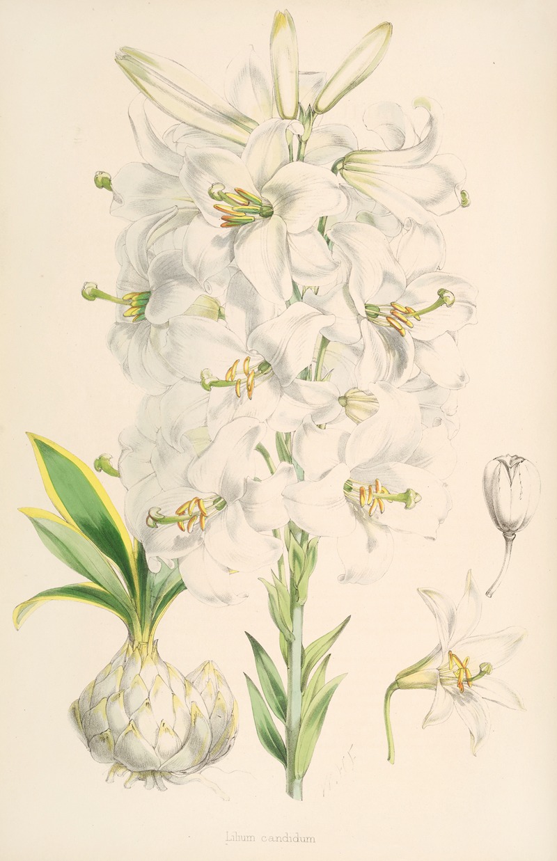 Lilium candidum by Walter Hood Fitch, 1877-1880 — digital art print download