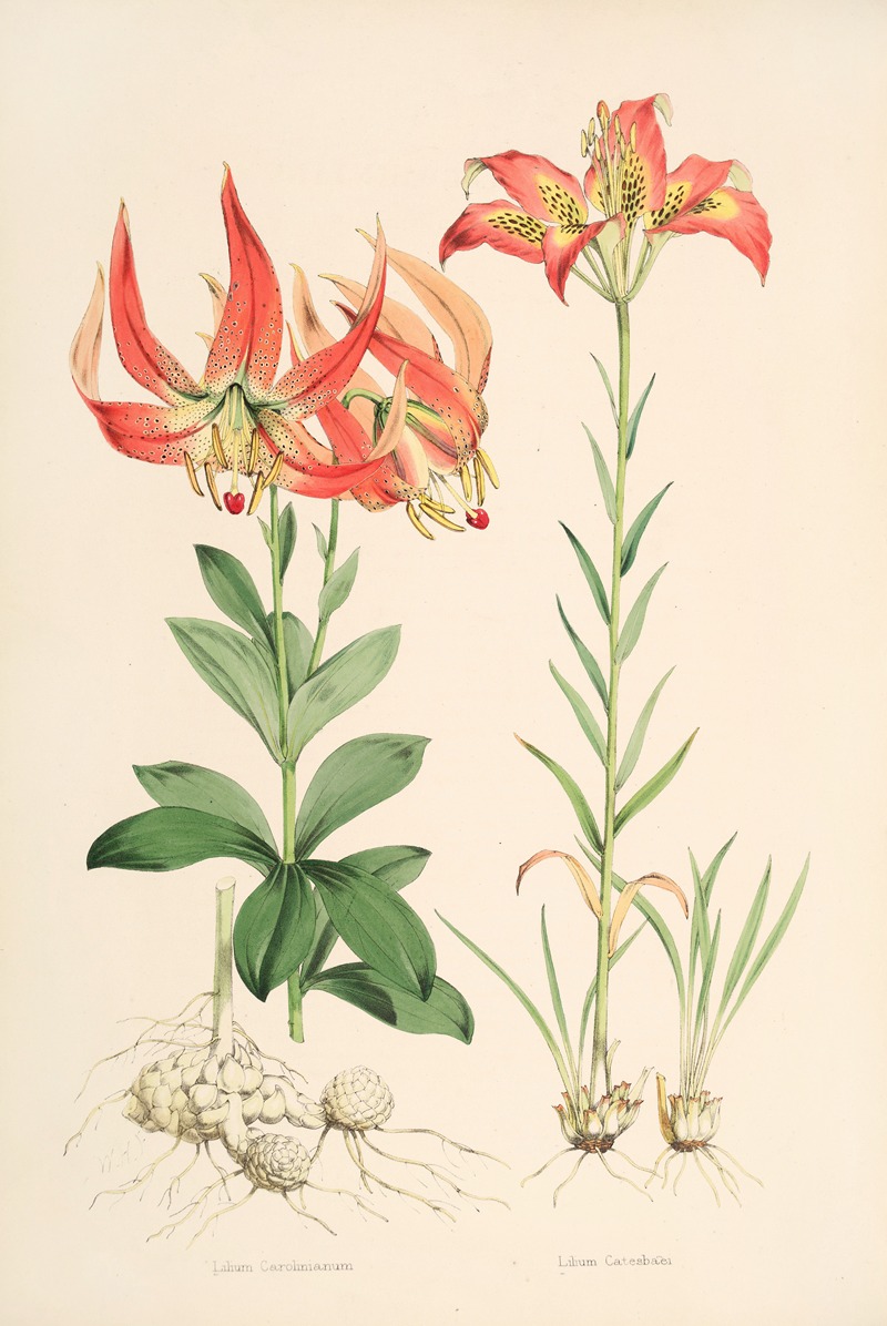 Lilium Carolinianum by Walter Hood Fitch, 1877-1880 — digital art print download