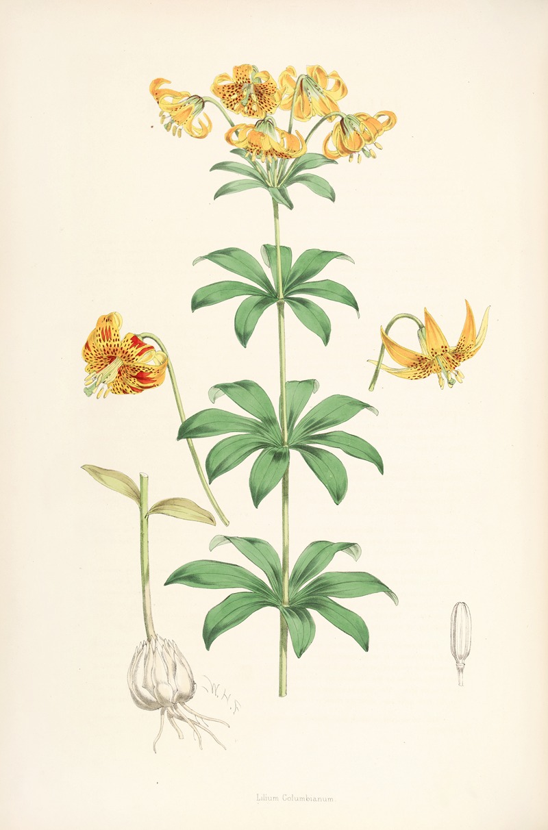 Lilium Columbianum by Walter Hood Fitch, 1877-1880 — digital art print download