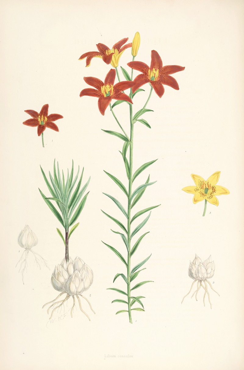 Lilium concolor by Walter Hood Fitch, 1877-1880 — digital art print download